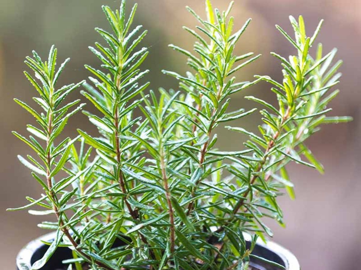 7-common-plants-that-can-help-keep-ticks-out-of-your-yard-gardening-with-purpose-eco-friendly-way-to-reduce-ticks 7 Common Plants That Can Help Keep Ticks Out Of Your Yard: Gardening With Purpose - Photo Gallery