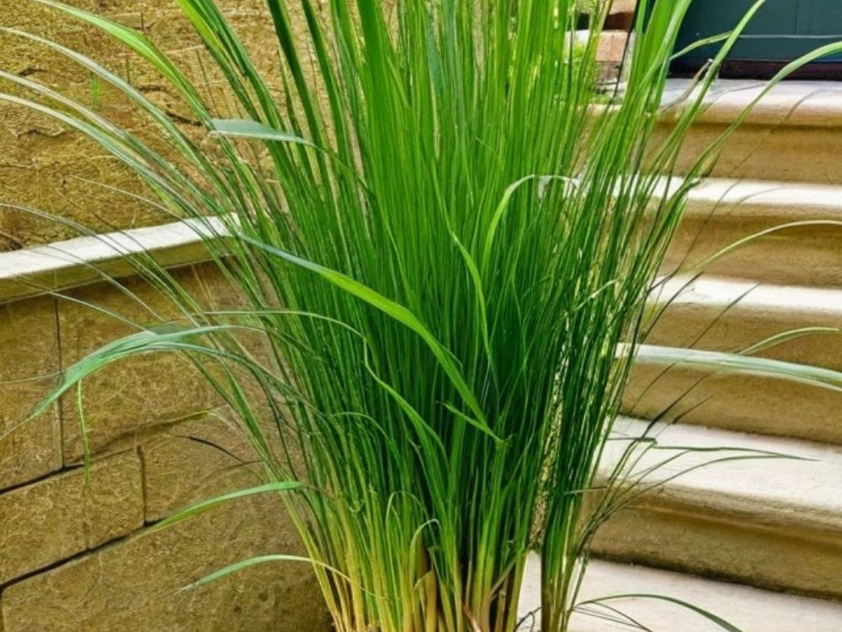 7-common-plants-that-can-help-keep-ticks-out-of-your-yard-gardening-with-purpose-eco-friendly-way-to-reduce-ticks 7 Common Plants That Can Help Keep Ticks Out Of Your Yard: Gardening With Purpose - Photo Gallery