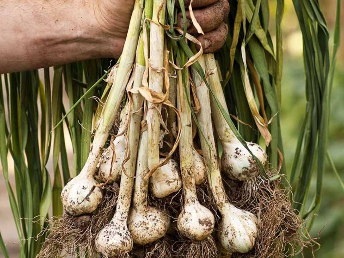7-common-plants-that-can-help-keep-ticks-out-of-your-yard-gardening-with-purpose-eco-friendly-way-to-reduce-ticks 7 Common Plants That Can Help Keep Ticks Out Of Your Yard: Gardening With Purpose - Photo Gallery