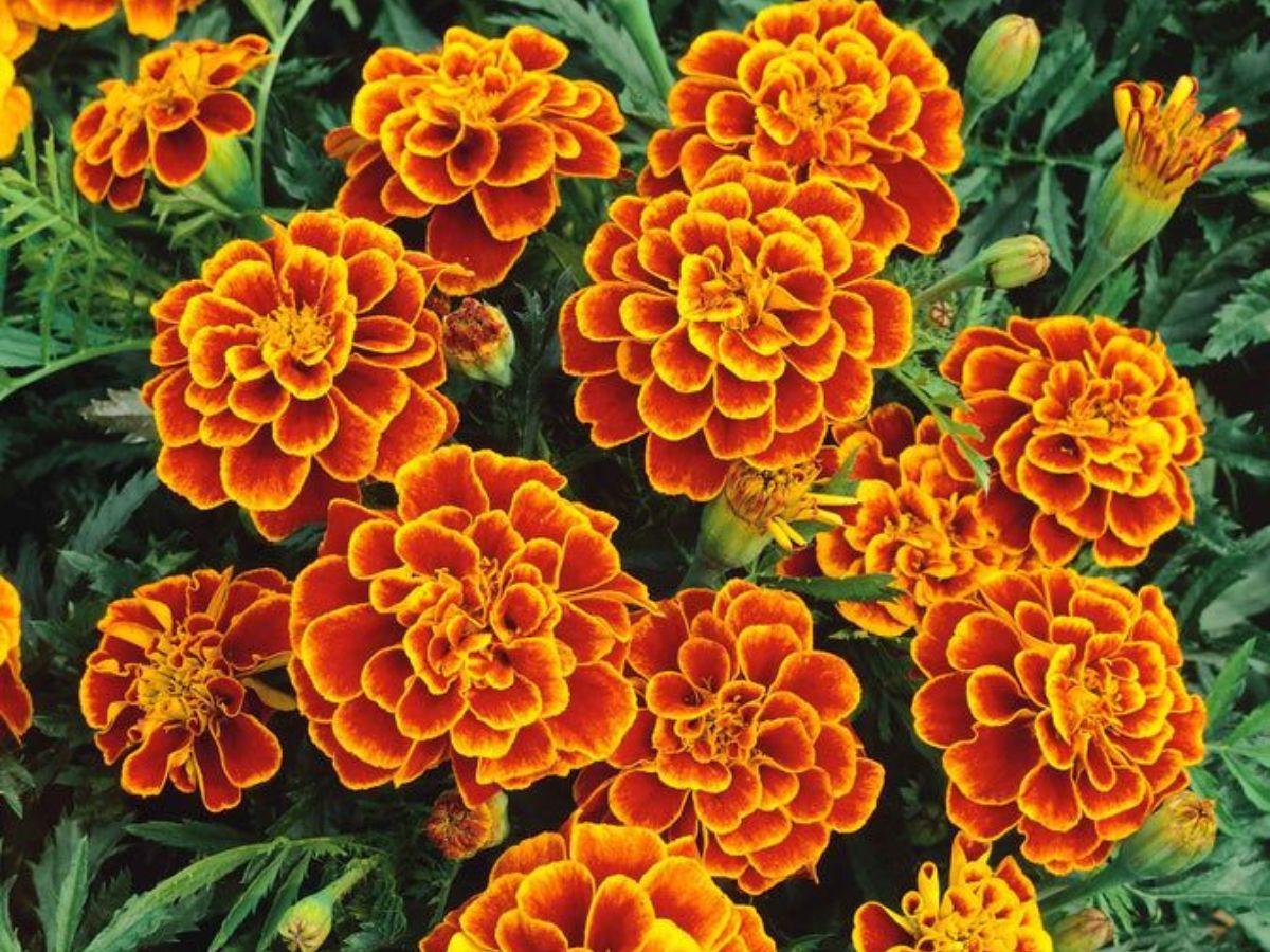 7-common-plants-that-can-help-keep-ticks-out-of-your-yard-gardening-with-purpose-eco-friendly-way-to-reduce-ticks 7 Common Plants That Can Help Keep Ticks Out Of Your Yard: Gardening With Purpose - Photo Gallery
