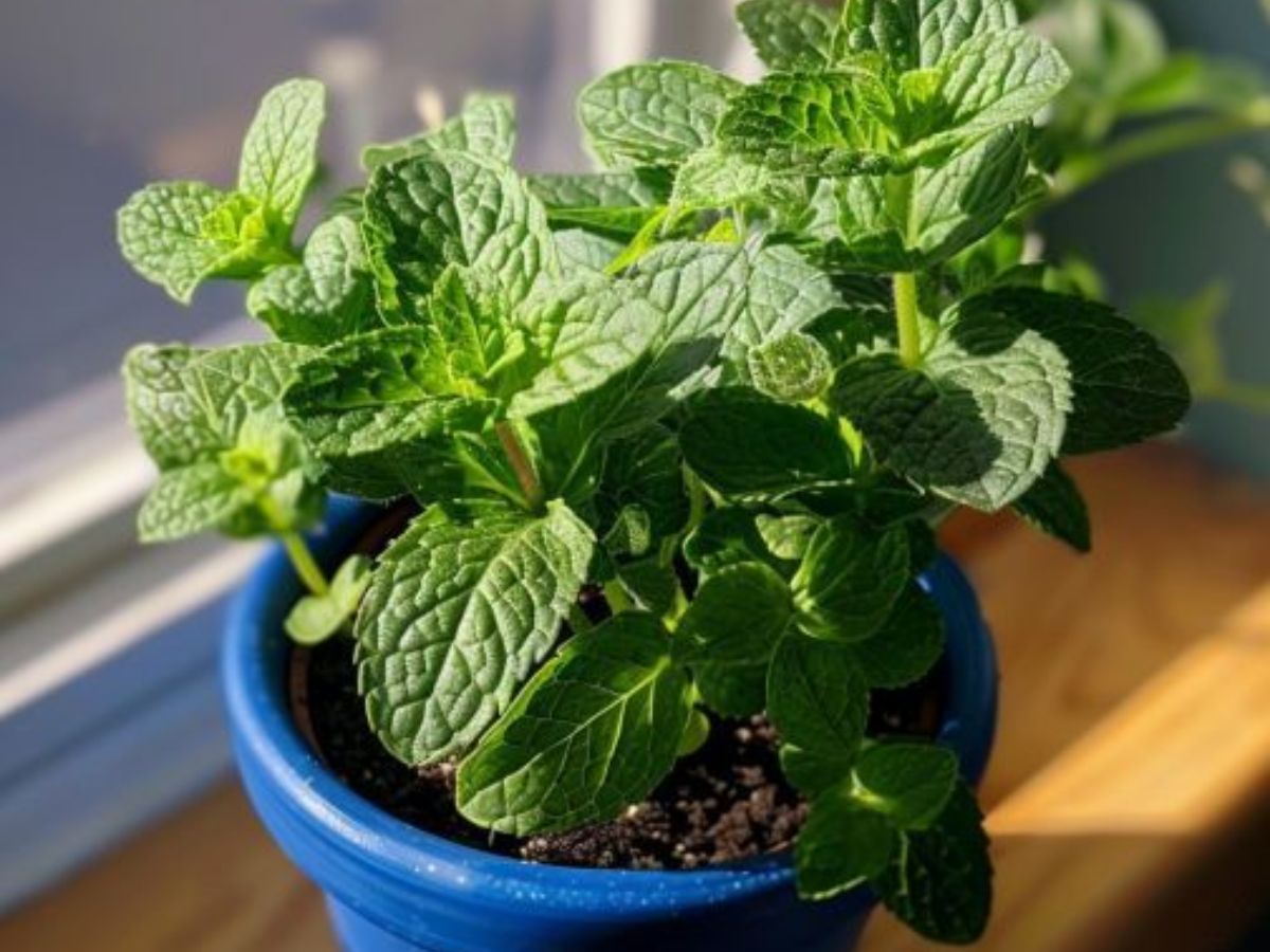 7-common-plants-that-can-help-keep-ticks-out-of-your-yard-gardening-with-purpose-eco-friendly-way-to-reduce-ticks 7 Common Plants That Can Help Keep Ticks Out Of Your Yard: Gardening With Purpose - Photo Gallery