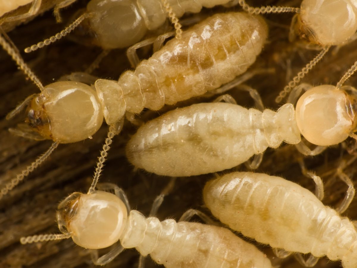 Common Monsoon Pests - Photo Gallery
