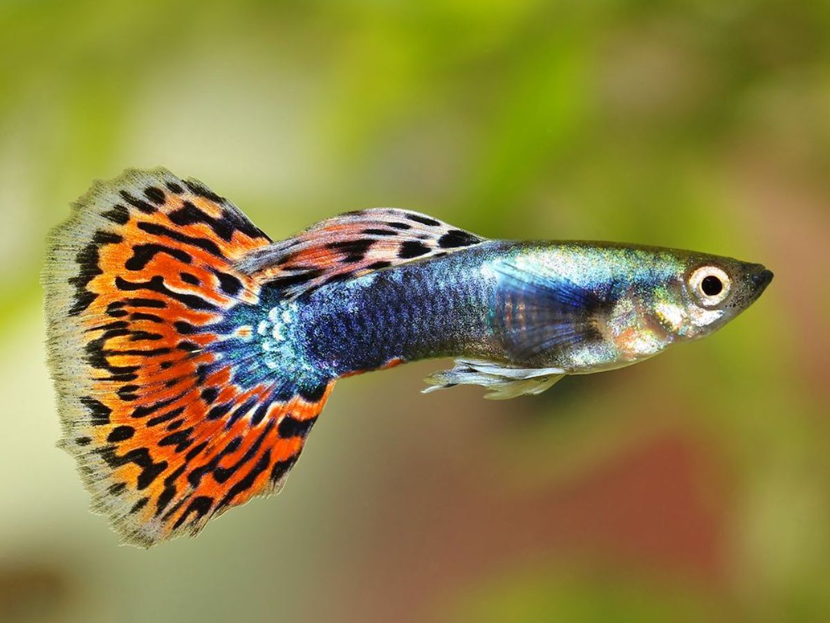 8-beautiful-and-smart-freshwater-aquarium-fish-transform-your-aquarium-with-these-exquisite-fish-species 8 Beautiful and Smart Freshwater Aquarium Fish: Transform Your Aquarium With These Exquisite Fish Species - Photo Gallery