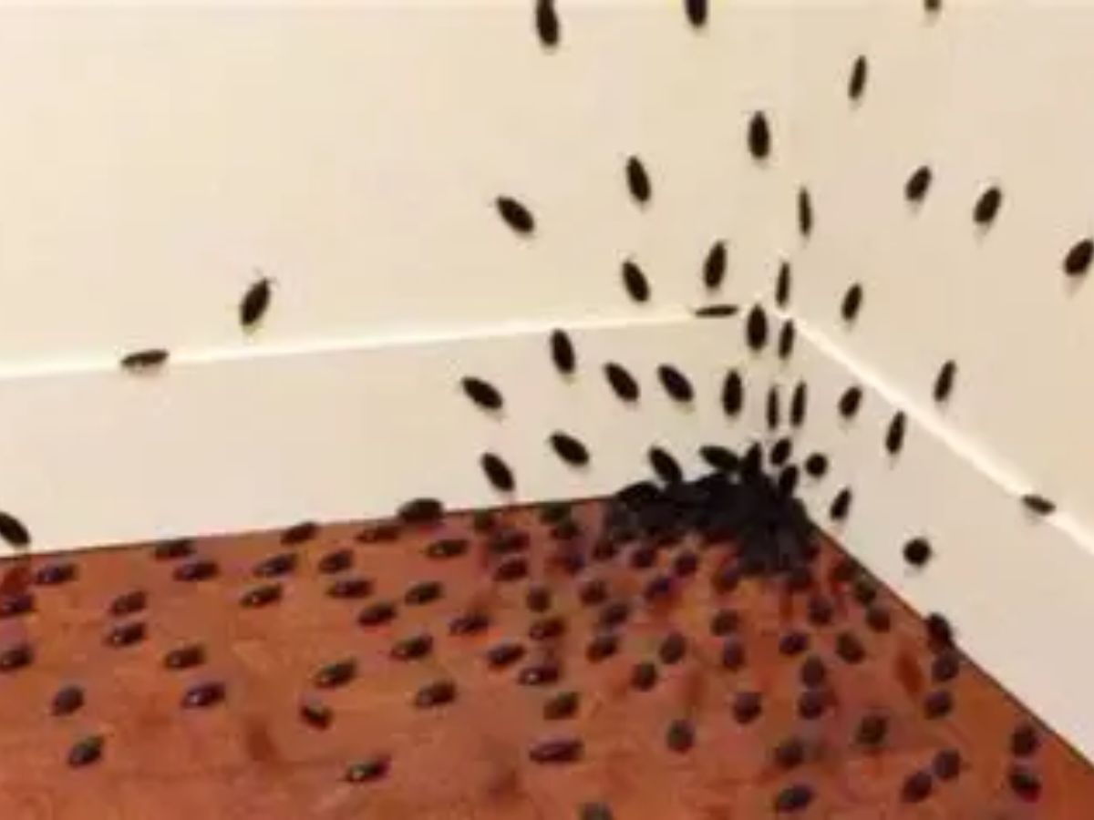 Common Monsoon Pests - Photo Gallery