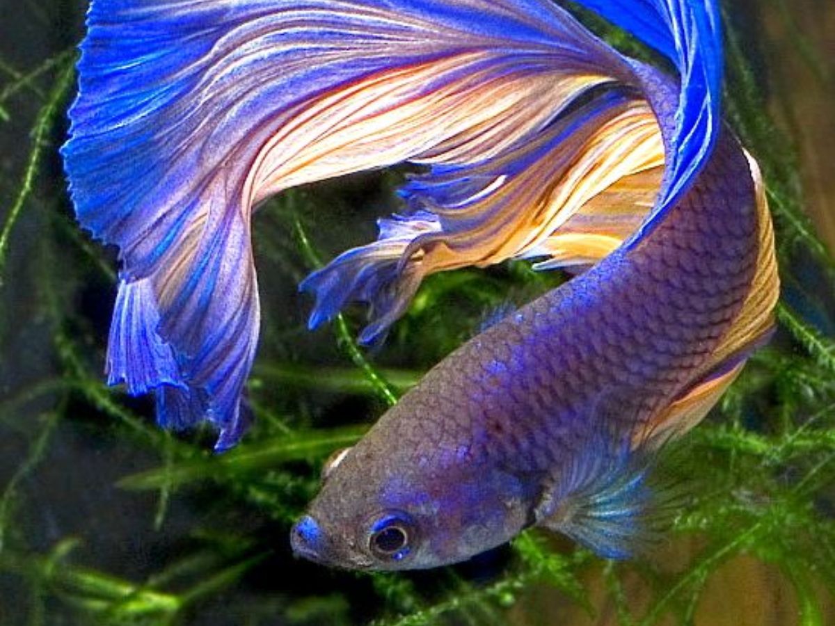 8-beautiful-and-smart-freshwater-aquarium-fish-transform-your-aquarium-with-these-exquisite-fish-species 8 Beautiful and Smart Freshwater Aquarium Fish: Transform Your Aquarium With These Exquisite Fish Species - Photo Gallery