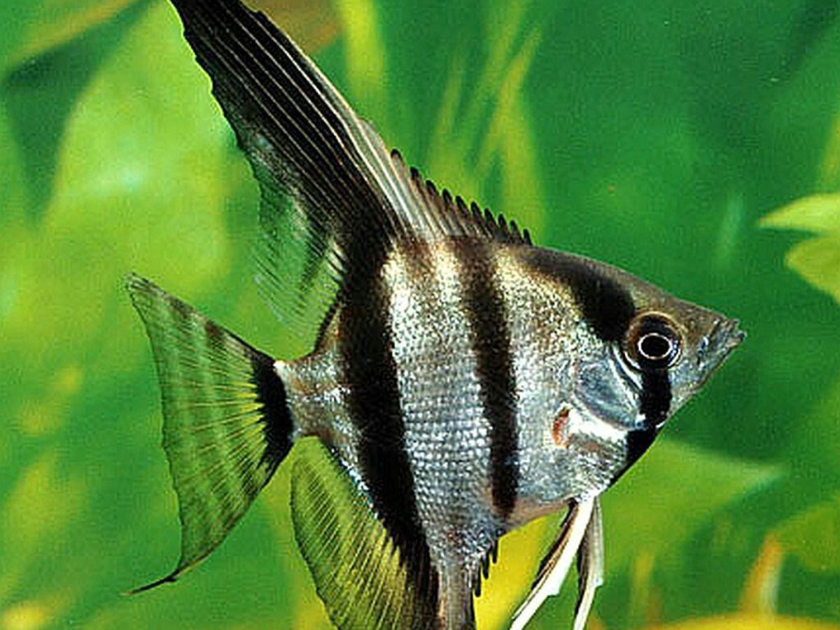 8-beautiful-and-smart-freshwater-aquarium-fish-transform-your-aquarium-with-these-exquisite-fish-species 8 Beautiful and Smart Freshwater Aquarium Fish: Transform Your Aquarium With These Exquisite Fish Species - Photo Gallery