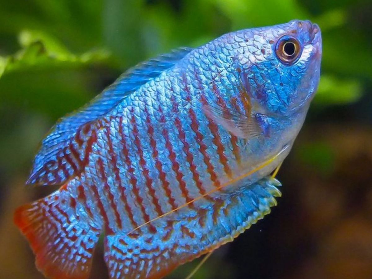 8-beautiful-and-smart-freshwater-aquarium-fish-transform-your-aquarium-with-these-exquisite-fish-species 8 Beautiful and Smart Freshwater Aquarium Fish: Transform Your Aquarium With These Exquisite Fish Species - Photo Gallery