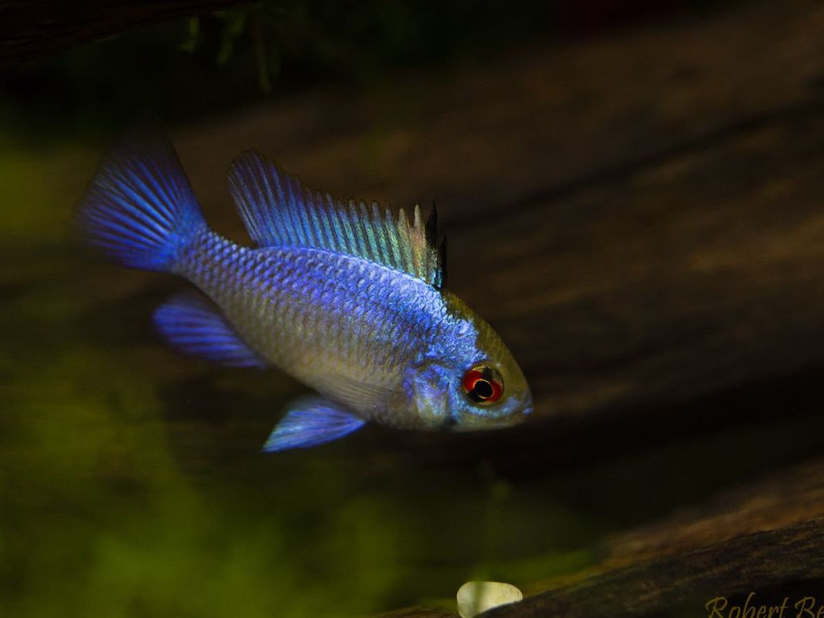 8-beautiful-and-smart-freshwater-aquarium-fish-transform-your-aquarium-with-these-exquisite-fish-species 8 Beautiful and Smart Freshwater Aquarium Fish: Transform Your Aquarium With These Exquisite Fish Species - Photo Gallery