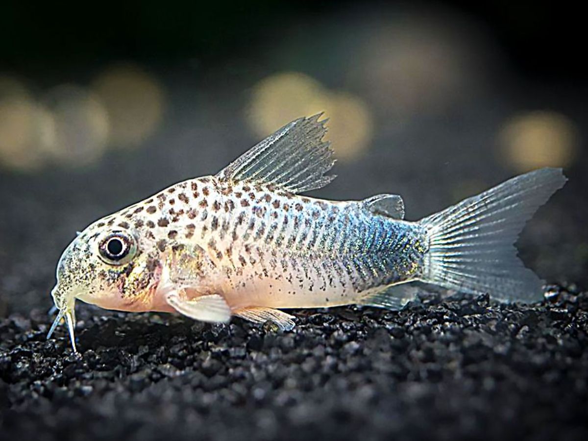 8-beautiful-and-smart-freshwater-aquarium-fish-transform-your-aquarium-with-these-exquisite-fish-species 8 Beautiful and Smart Freshwater Aquarium Fish: Transform Your Aquarium With These Exquisite Fish Species - Photo Gallery