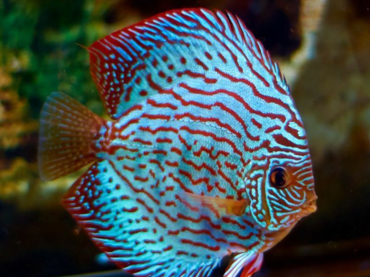 8-beautiful-and-smart-freshwater-aquarium-fish-transform-your-aquarium-with-these-exquisite-fish-species 8 Beautiful and Smart Freshwater Aquarium Fish: Transform Your Aquarium With These Exquisite Fish Species - Photo Gallery