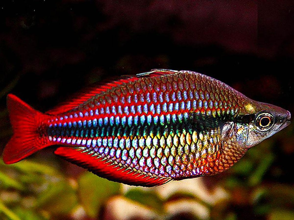 8-beautiful-and-smart-freshwater-aquarium-fish-transform-your-aquarium-with-these-exquisite-fish-species 8 Beautiful and Smart Freshwater Aquarium Fish: Transform Your Aquarium With These Exquisite Fish Species - Photo Gallery