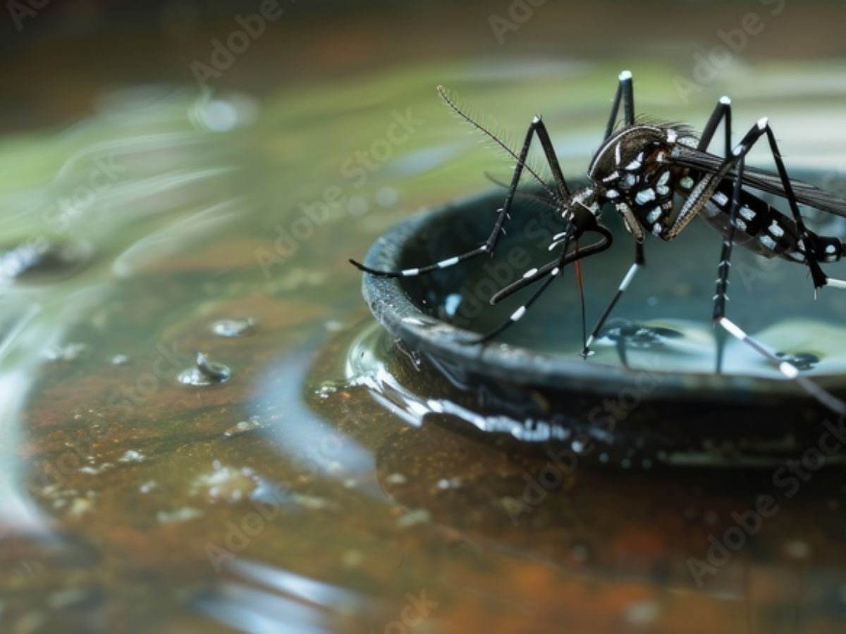 Common Monsoon Pests - Photo Gallery