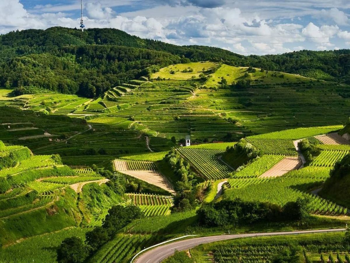 indian-top-states-with-largest-forest-cover-discover-the-top-7 Indian Top States With Largest Forest Cover: Discover the Top 7 - Photo Gallery