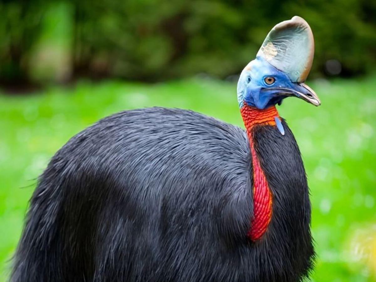 worlds-8-largest-birds-and-their-natural-habitats-flightless-but-mighty World’s 8 Largest Birds and Their Natural Habitats: Flightless But Mighty - Photo Gallery