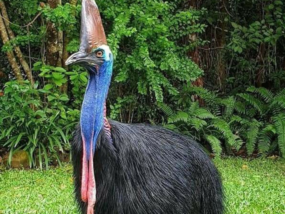 worlds-8-largest-birds-and-their-natural-habitats-flightless-but-mighty World’s 8 Largest Birds and Their Natural Habitats: Flightless But Mighty - Photo Gallery