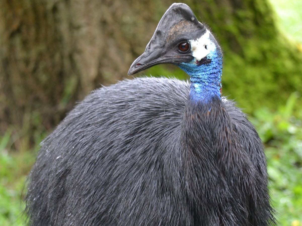 worlds-8-largest-birds-and-their-natural-habitats-flightless-but-mighty World’s 8 Largest Birds and Their Natural Habitats: Flightless But Mighty - Photo Gallery