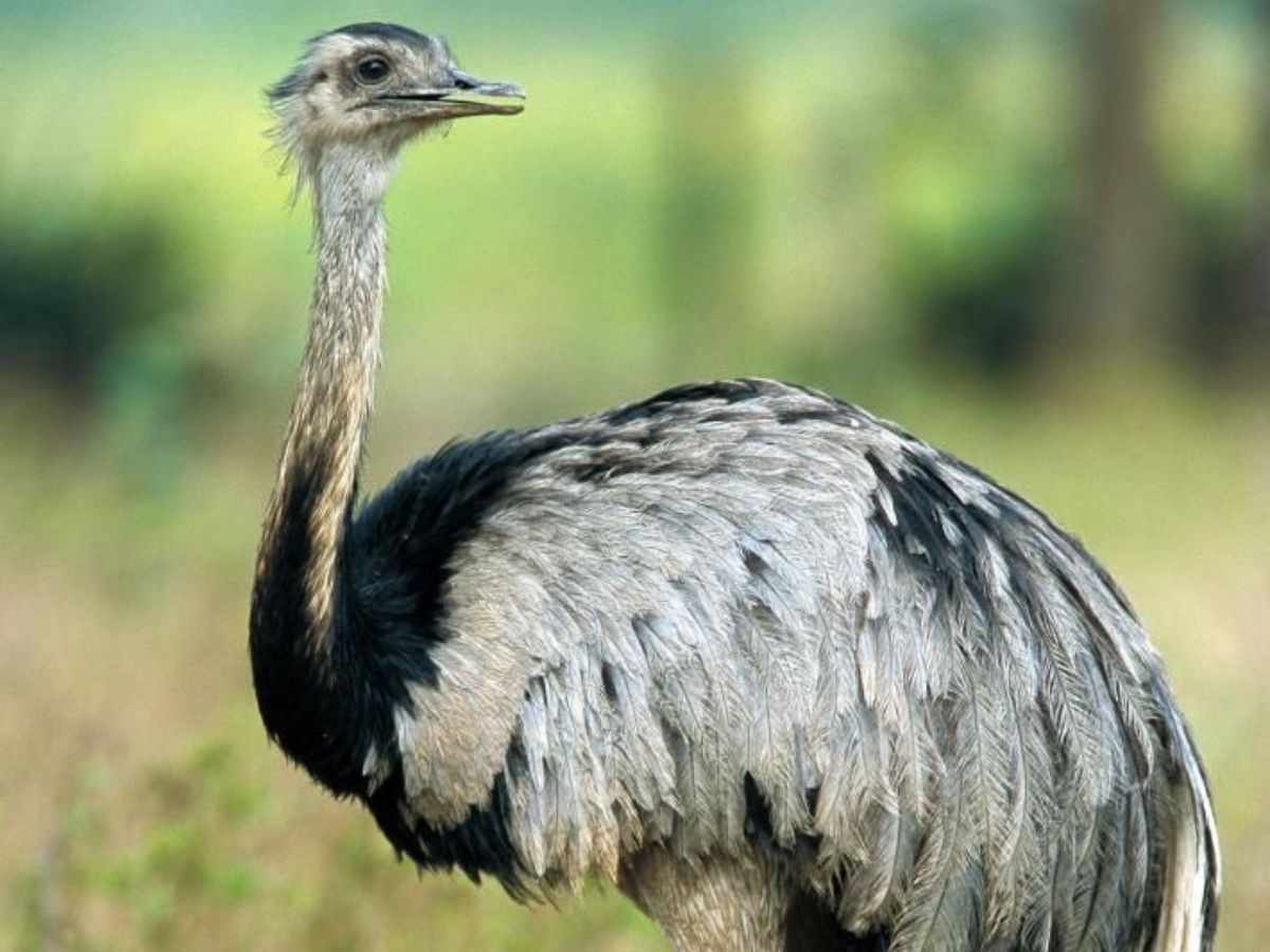 worlds-8-largest-birds-and-their-natural-habitats-flightless-but-mighty World’s 8 Largest Birds and Their Natural Habitats: Flightless But Mighty - Photo Gallery
