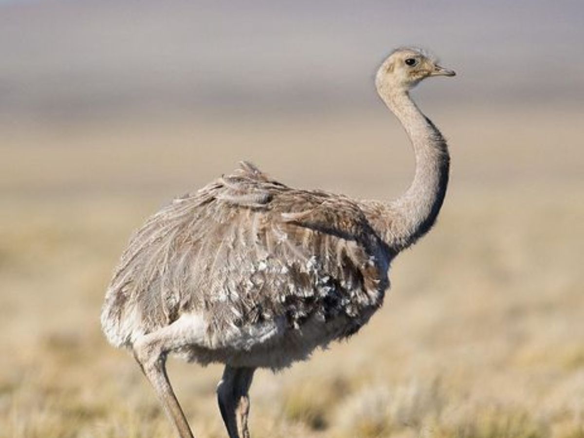 worlds-8-largest-birds-and-their-natural-habitats-flightless-but-mighty World’s 8 Largest Birds and Their Natural Habitats: Flightless But Mighty - Photo Gallery