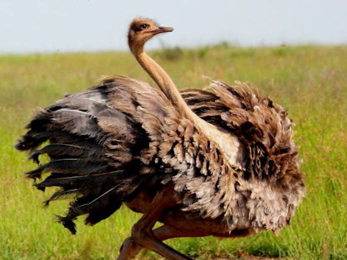worlds-8-largest-birds-and-their-natural-habitats-flightless-but-mighty World’s 8 Largest Birds and Their Natural Habitats: Flightless But Mighty - Photo Gallery