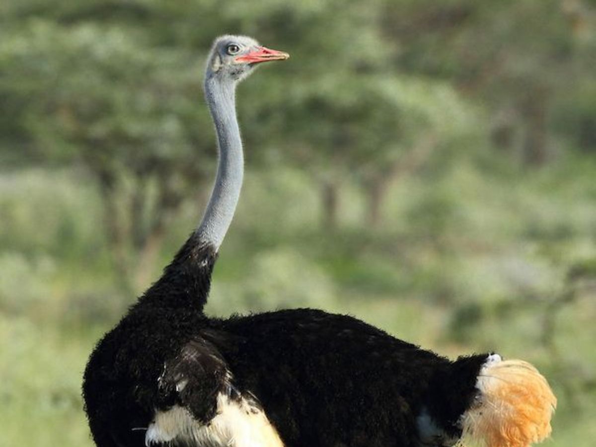 worlds-8-largest-birds-and-their-natural-habitats-flightless-but-mighty World’s 8 Largest Birds and Their Natural Habitats: Flightless But Mighty - Photo Gallery