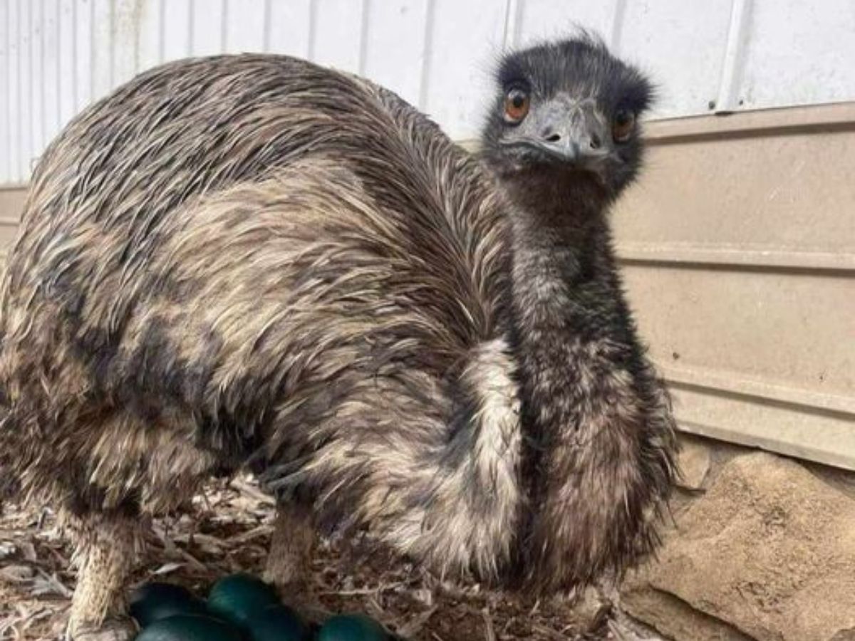 worlds-8-largest-birds-and-their-natural-habitats-flightless-but-mighty World’s 8 Largest Birds and Their Natural Habitats: Flightless But Mighty - Photo Gallery