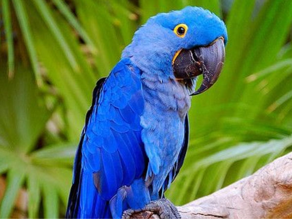 7-animals-that-communicate-with-humans-and-are-very-cute-and-friendly 7 Animals That Communicate With Humans - Photo Gallery