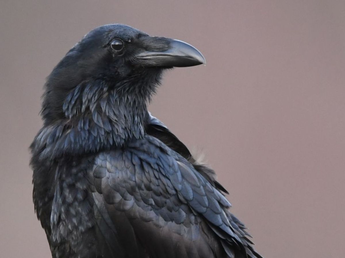 7-animals-that-communicate-with-humans-and-are-very-cute-and-friendly 7 Animals That Communicate With Humans - Photo Gallery