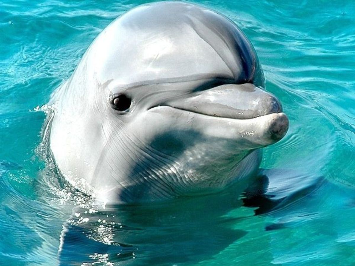 7-most-friendly-wild-animals-in-the-world-that-look-very-cute 7 Most Friendly Wild Animals In The World - Photo Gallery