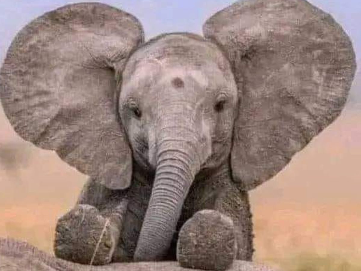 7-most-friendly-wild-animals-in-the-world-that-look-very-cute 7 Most Friendly Wild Animals In The World - Photo Gallery