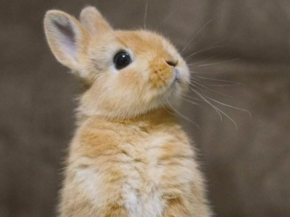 7-most-friendly-wild-animals-in-the-world-that-look-very-cute 7 Most Friendly Wild Animals In The World - Photo Gallery