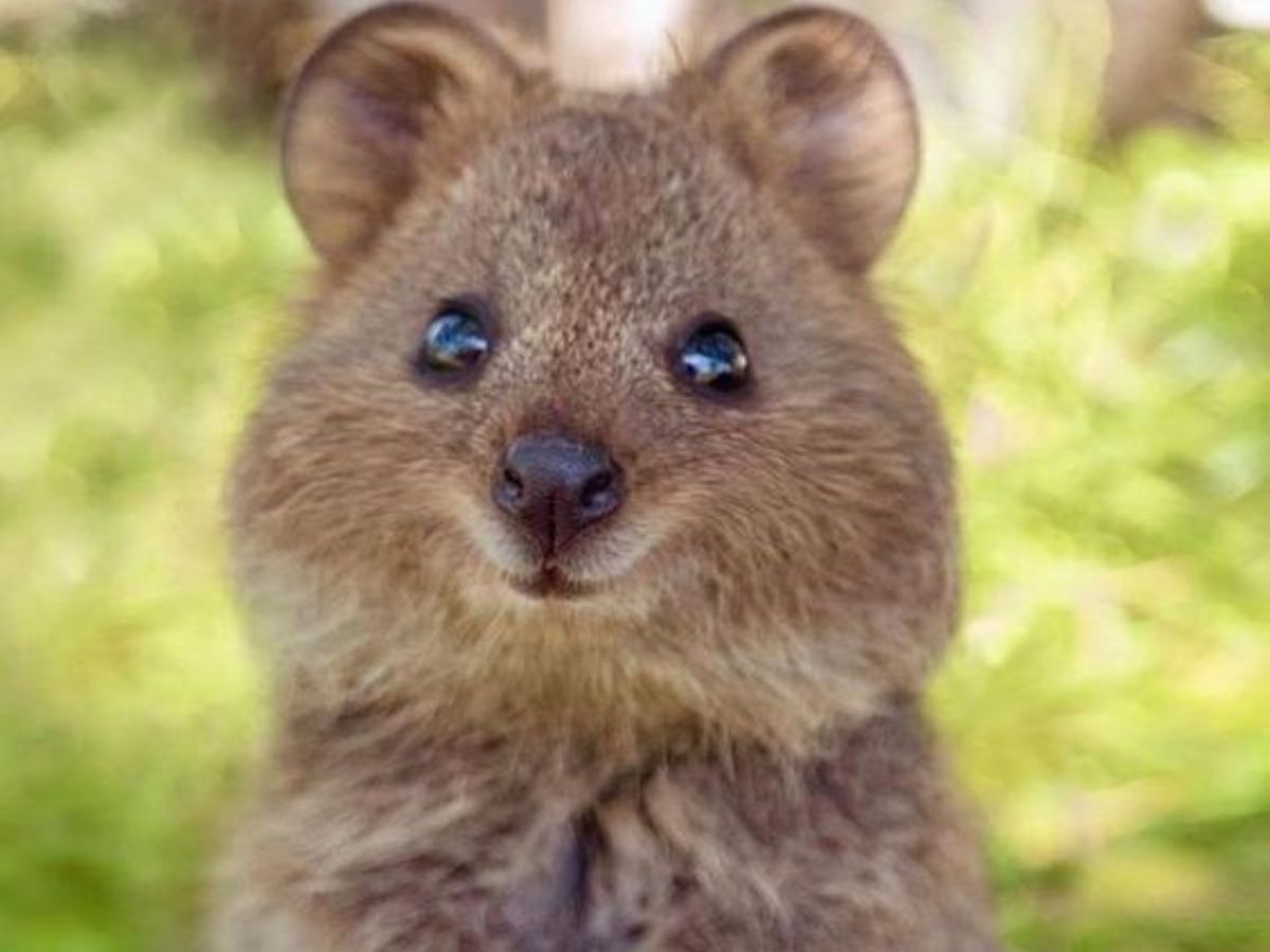 7-most-friendly-wild-animals-in-the-world-that-look-very-cute 7 Most Friendly Wild Animals In The World - Photo Gallery