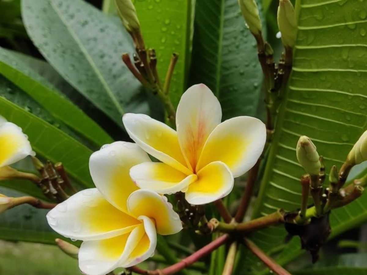 in-pics-from-marigold-to-jasmine-here-are-flowers-that-you-can-grow-in-the-monsoon-season Champa flowers are known for their strong, sweet fragrance and beautiful appearance (Image Credit- Pinterest) - Photo Gallery