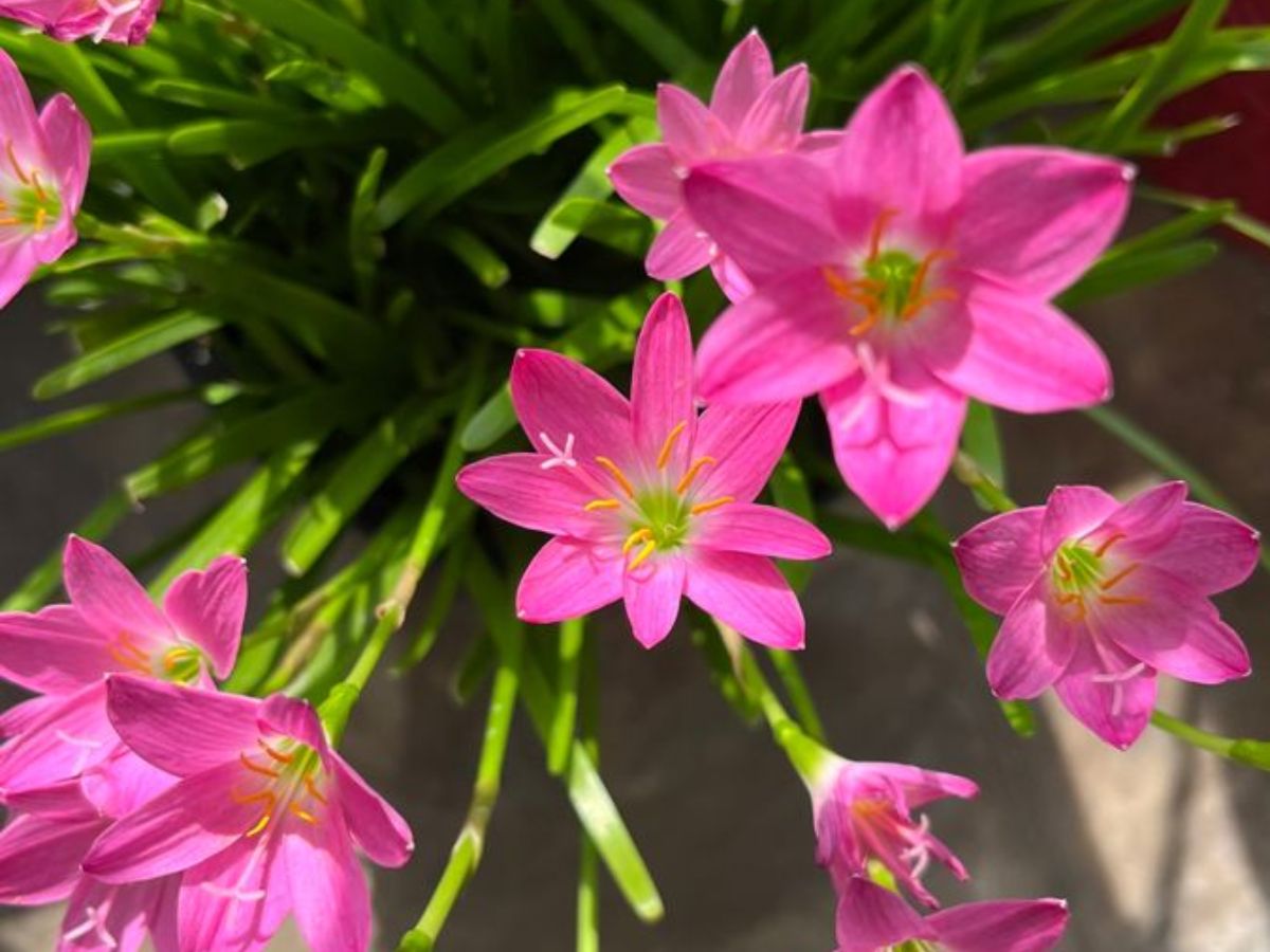 in-pics-from-marigold-to-jasmine-here-are-flowers-that-you-can-grow-in-the-monsoon-season Rain lilies are unique as they only grow in the monsoon season (Image Credit- Pinterest) - Photo Gallery