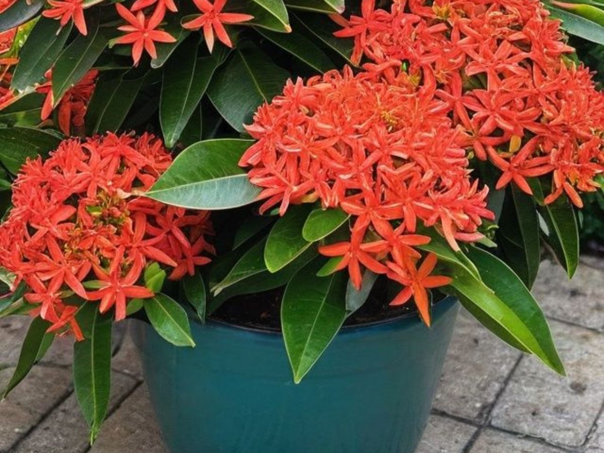 in-pics-from-marigold-to-jasmine-here-are-flowers-that-you-can-grow-in-the-monsoon-season Ixora flowers grow well in the monsoon season (Image Credit- Pinterest) - Photo Gallery