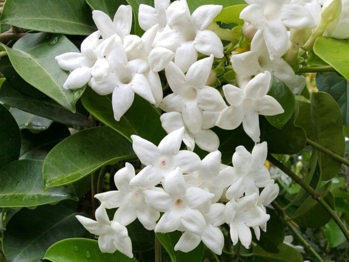 in-pics-from-marigold-to-jasmine-here-are-flowers-that-you-can-grow-in-the-monsoon-season Jasmine blooms wonderfully, bringing life and colour to garden (Image Credit- Pinterest) - Photo Gallery