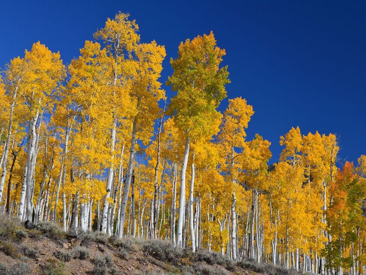 why-these-8-bizarre-trees-still-leave-scientists-stumped-see-wonders-that-rewrite-the-rules-of-nature-and-science Why These 8 Bizarre Trees Still Leave Scientists Stumped? See Wonders That Rewrite The Rules Of Nature and Science - Photo Gallery