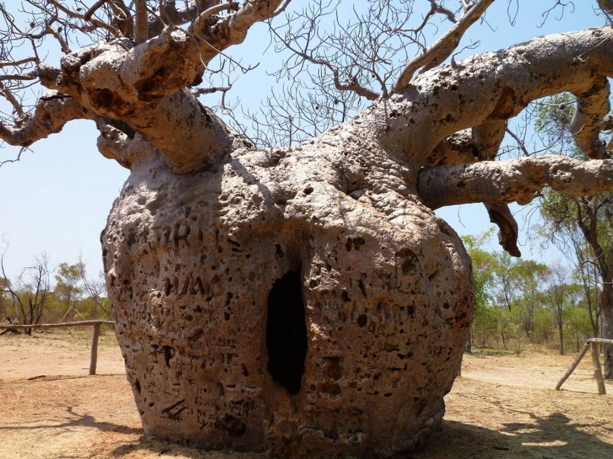 why-these-8-bizarre-trees-still-leave-scientists-stumped-see-wonders-that-rewrite-the-rules-of-nature-and-science Why These 8 Bizarre Trees Still Leave Scientists Stumped? See Wonders That Rewrite The Rules Of Nature and Science - Photo Gallery