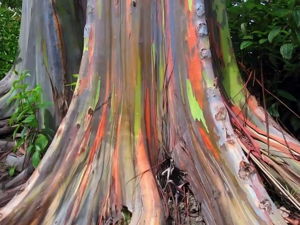 why-these-8-bizarre-trees-still-leave-scientists-stumped-see-wonders-that-rewrite-the-rules-of-nature-and-science Why These 8 Bizarre Trees Still Leave Scientists Stumped? See Wonders That Rewrite The Rules Of Nature and Science - Photo Gallery
