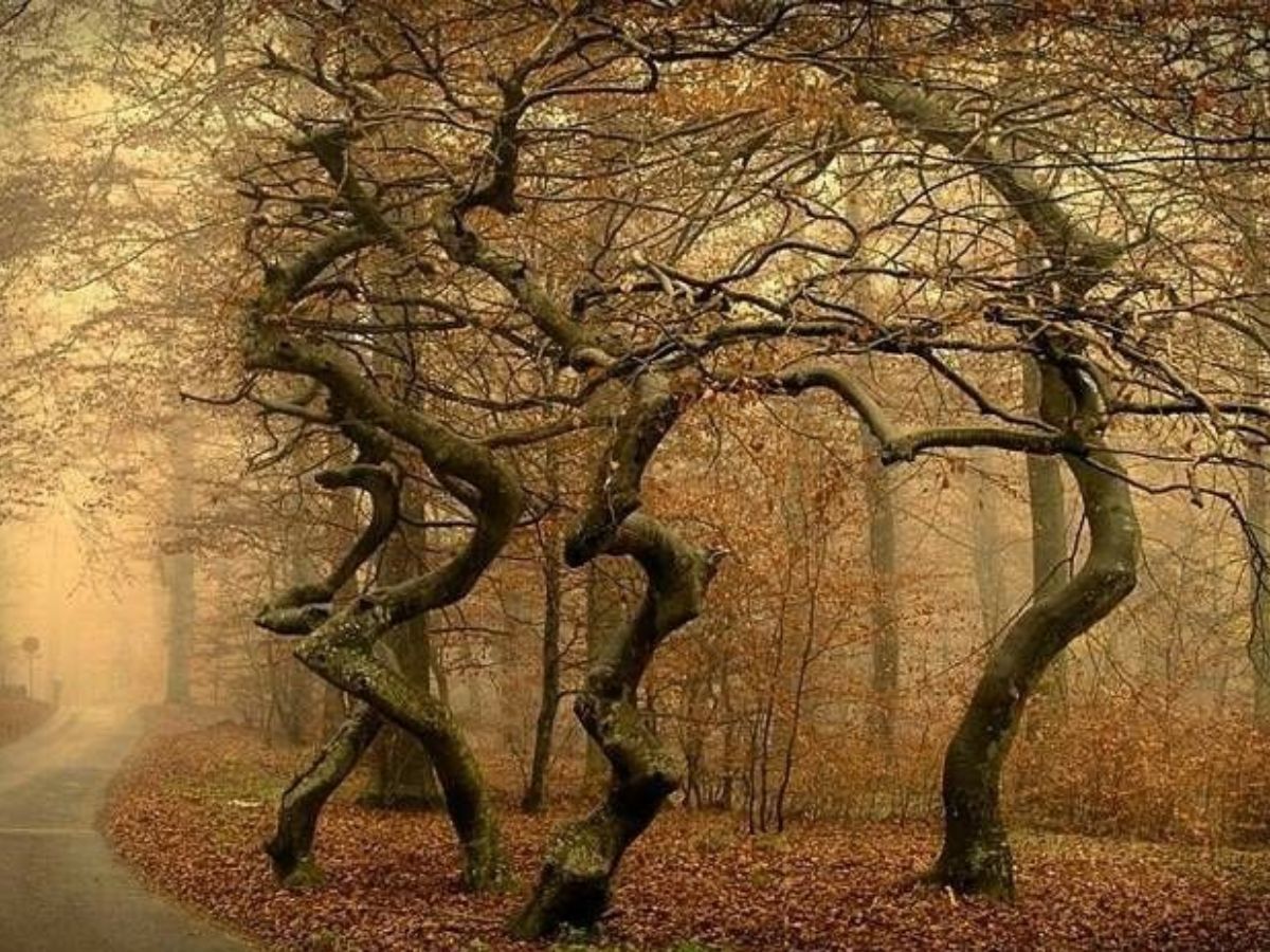 why-these-8-bizarre-trees-still-leave-scientists-stumped-see-wonders-that-rewrite-the-rules-of-nature-and-science Why These 8 Bizarre Trees Still Leave Scientists Stumped? See Wonders That Rewrite The Rules Of Nature and Science - Photo Gallery