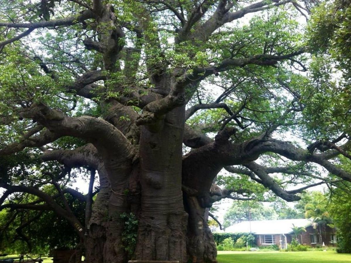 why-these-8-bizarre-trees-still-leave-scientists-stumped-see-wonders-that-rewrite-the-rules-of-nature-and-science Why These 8 Bizarre Trees Still Leave Scientists Stumped? See Wonders That Rewrite The Rules Of Nature and Science - Photo Gallery