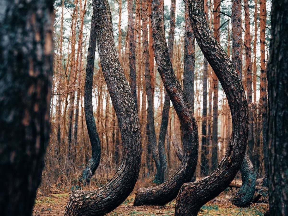 why-these-8-bizarre-trees-still-leave-scientists-stumped-see-wonders-that-rewrite-the-rules-of-nature-and-science Why These 8 Bizarre Trees Still Leave Scientists Stumped? See Wonders That Rewrite The Rules Of Nature and Science - Photo Gallery