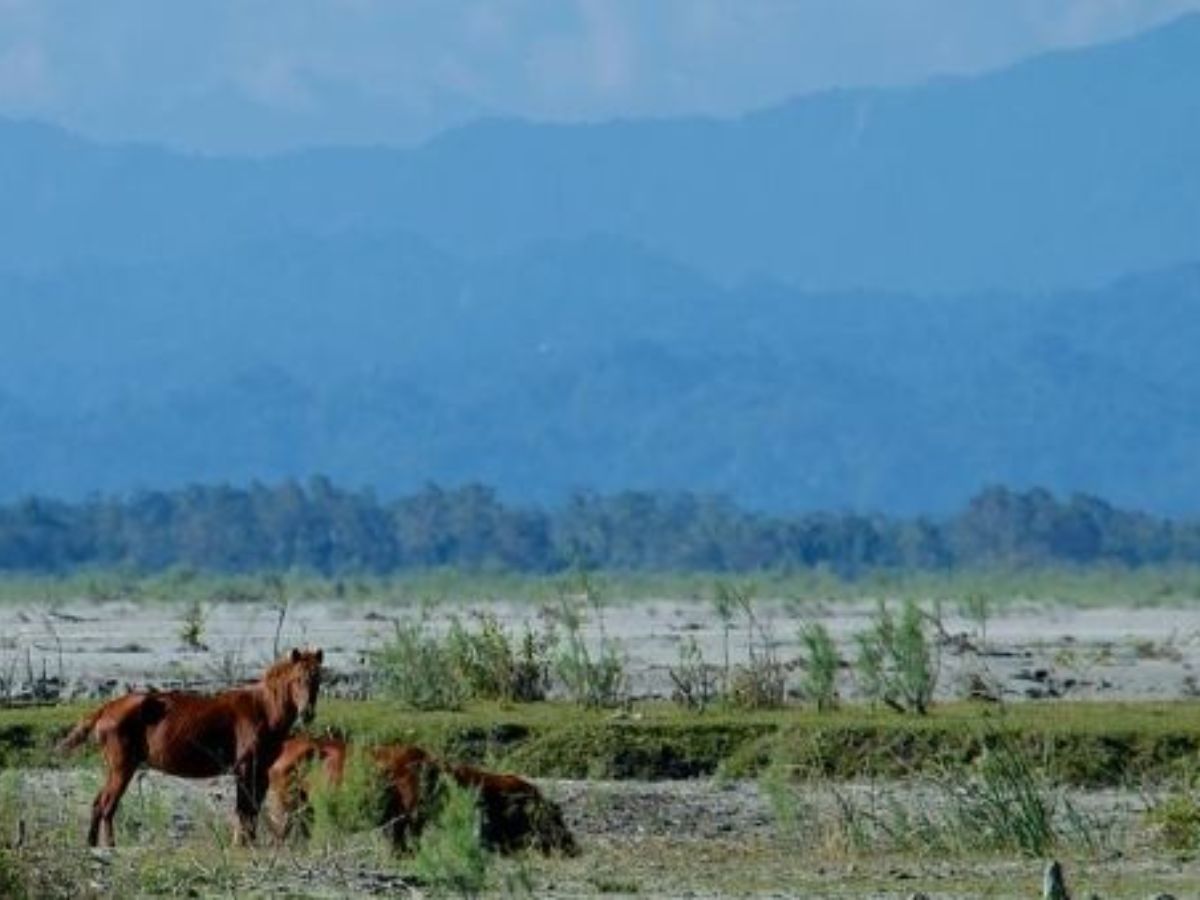 in-pics-5-national-parks-in-north-east-you-should-plan-to-visit Dibru-Saikhowa National Park, Assam(Image Credit- Pinterest) - Photo Gallery