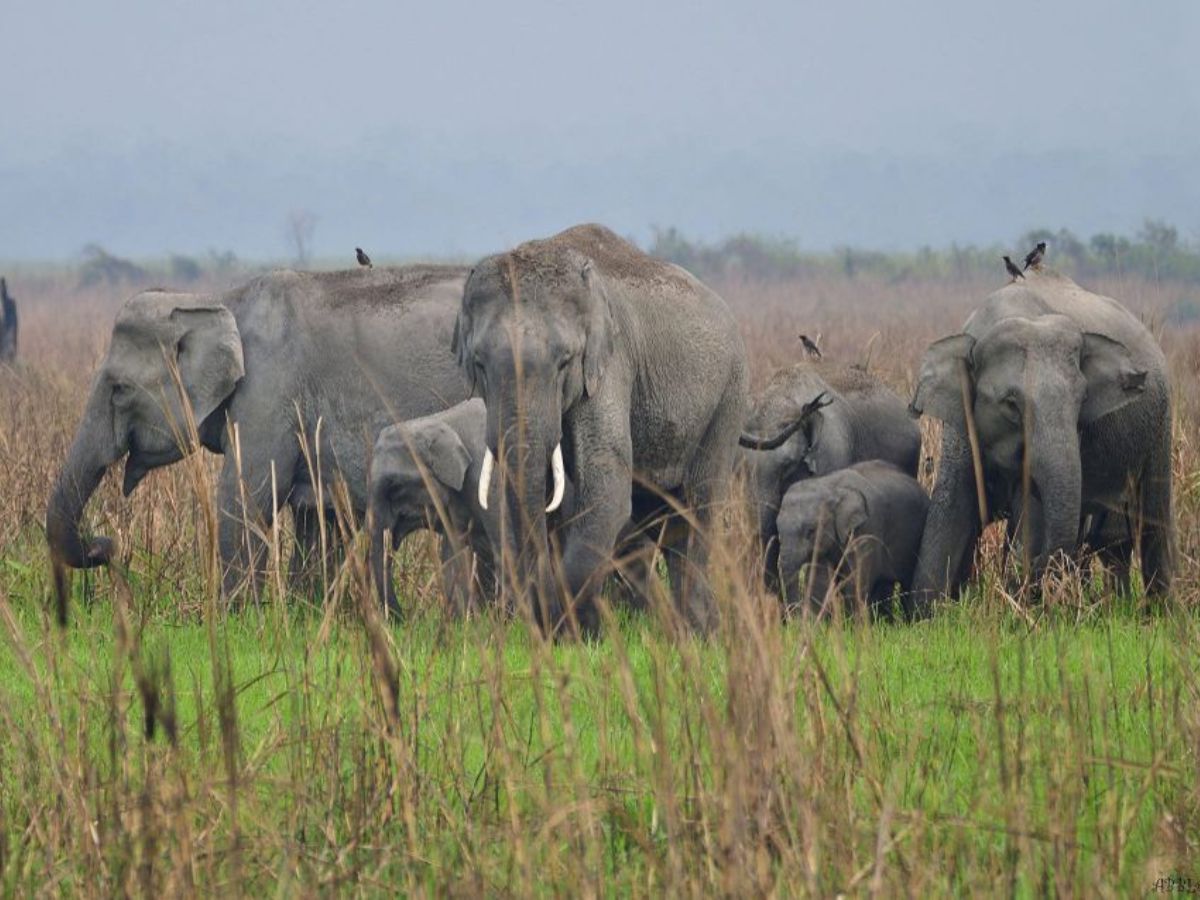 in-pics-5-national-parks-in-north-east-you-should-plan-to-visit Manas National Park, Assam(Image Credit- Pinterest) - Photo Gallery