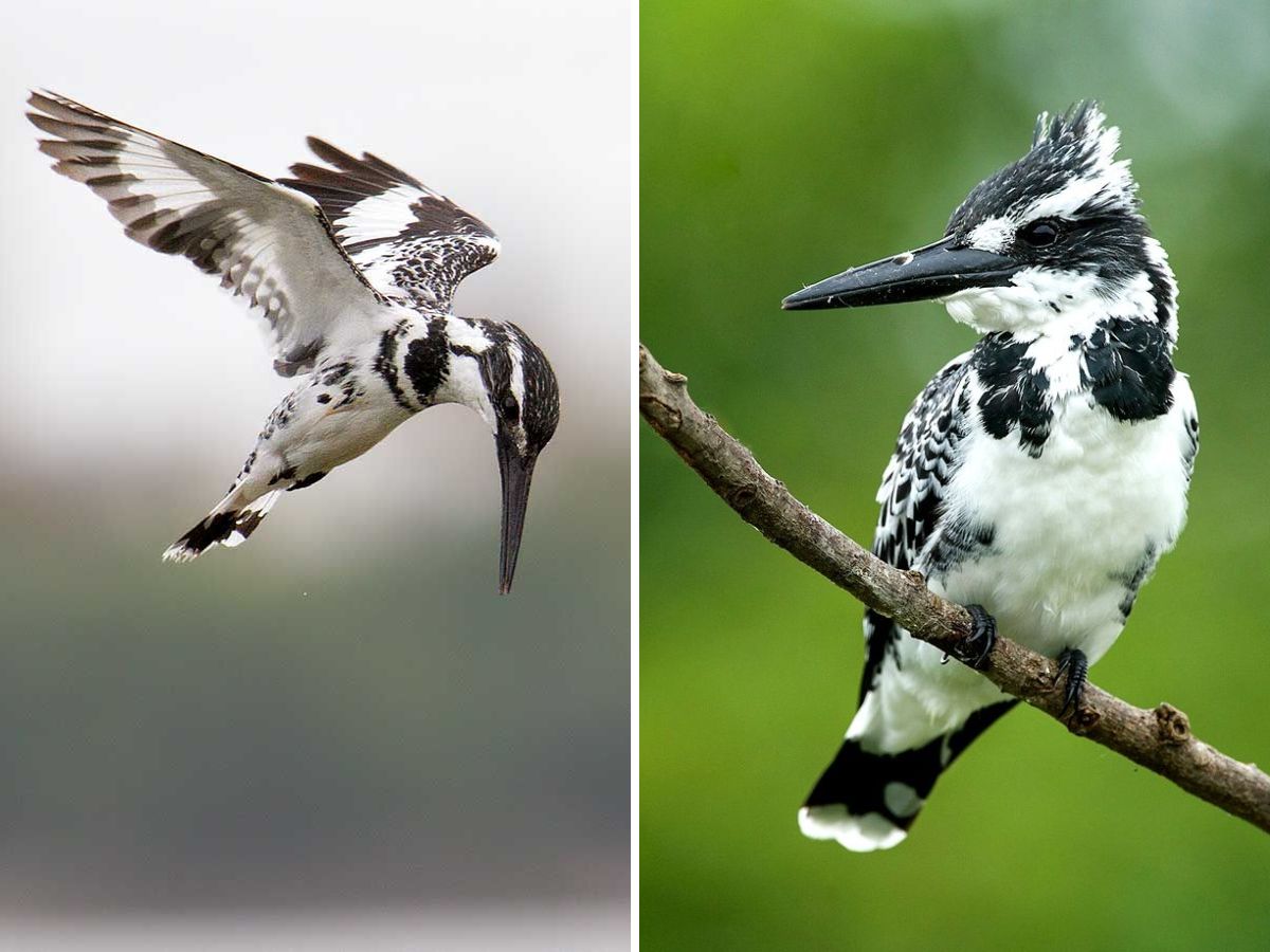 in-pics-10-birds-every-wildlife-enthusiast-must-look-out-for-this-monsoon-at-bharatpur-bird-sanctuary Pied Kingfisher(Image Credit- Pinterest) - Photo Gallery
