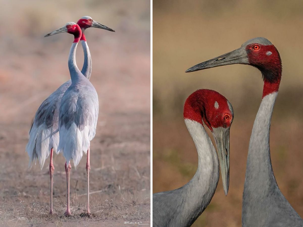 in-pics-10-birds-every-wildlife-enthusiast-must-look-out-for-this-monsoon-at-bharatpur-bird-sanctuary Sarus Crane(Image Credit- Pinterest) - Photo Gallery