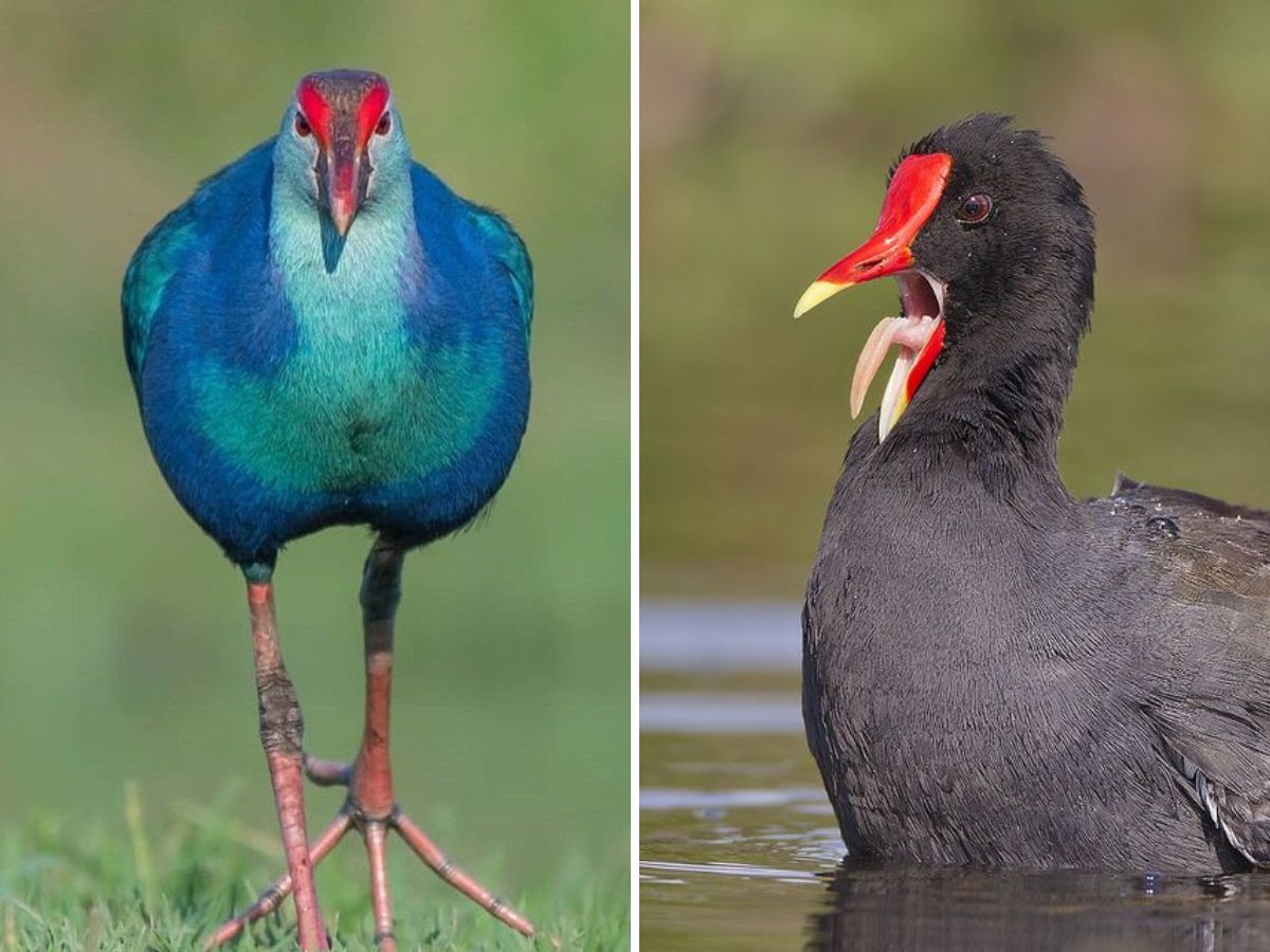 in-pics-10-birds-every-wildlife-enthusiast-must-look-out-for-this-monsoon-at-bharatpur-bird-sanctuary Common Moorhen And Purple Swamphen(Image Credit- Pinterest) - Photo Gallery