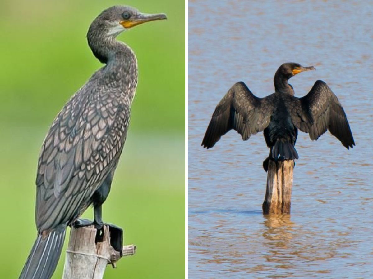 in-pics-10-birds-every-wildlife-enthusiast-must-look-out-for-this-monsoon-at-bharatpur-bird-sanctuary Little & Indian Cormorants(Image Credit- Pinterest) - Photo Gallery
