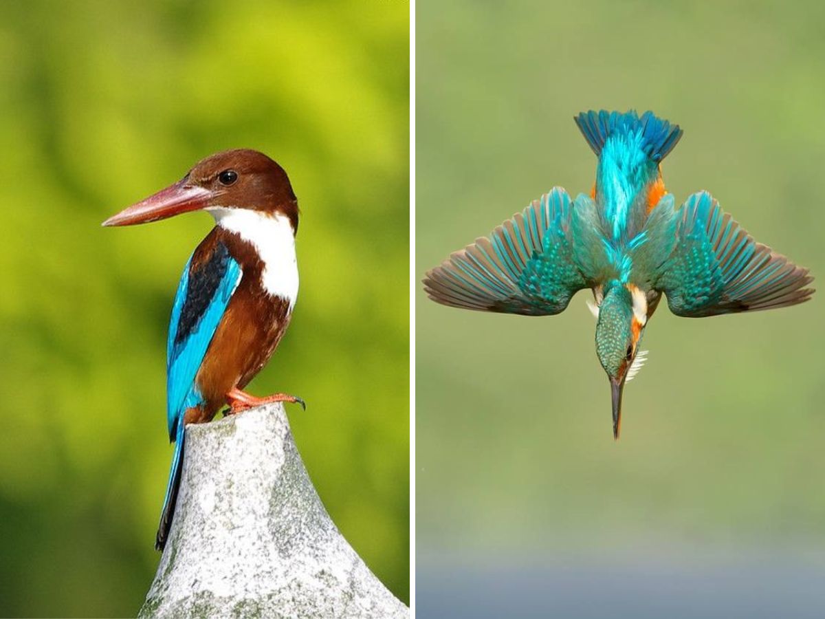 in-pics-10-birds-every-wildlife-enthusiast-must-look-out-for-this-monsoon-at-bharatpur-bird-sanctuary White throated Kingfisher(Image Credit- Pinterest) - Photo Gallery