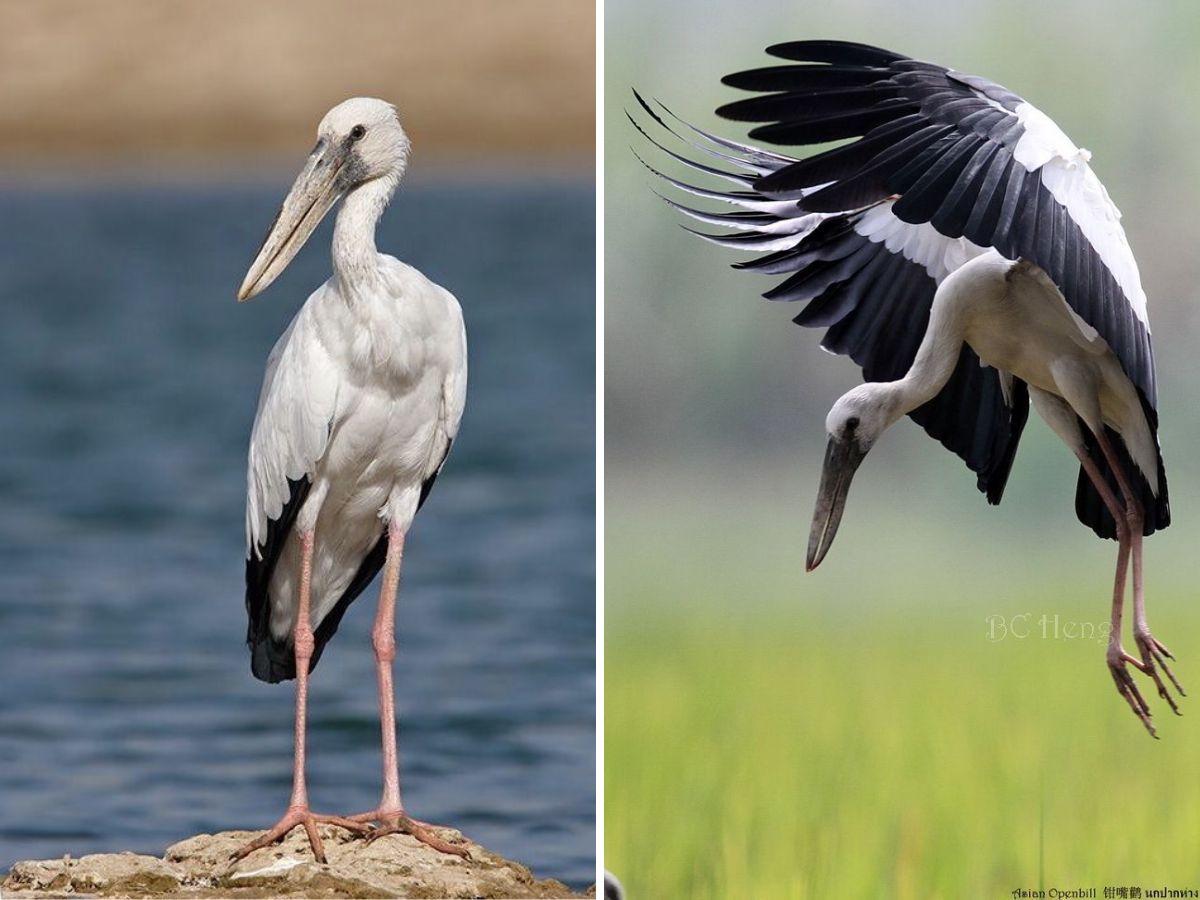 in-pics-10-birds-every-wildlife-enthusiast-must-look-out-for-this-monsoon-at-bharatpur-bird-sanctuary Asian Openbill Stork(Image Credit- Pinterest) - Photo Gallery
