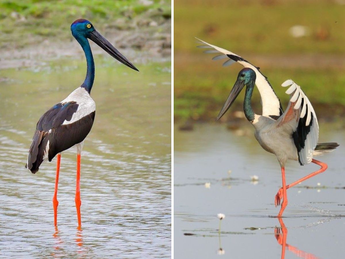 in-pics-10-birds-every-wildlife-enthusiast-must-look-out-for-this-monsoon-at-bharatpur-bird-sanctuary Black necked Stork(Image Credit- Pinterest) - Photo Gallery